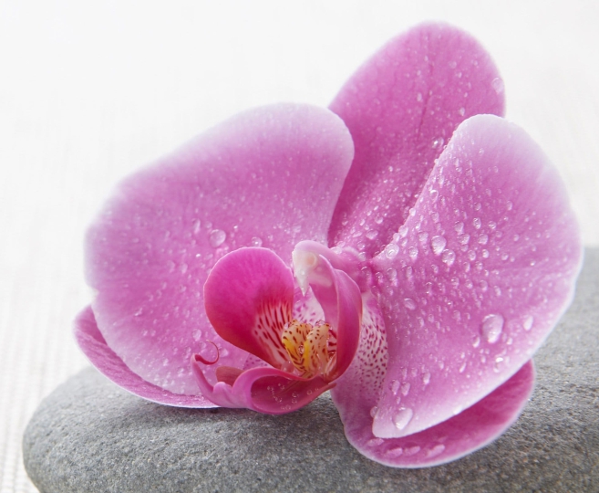 5 popular pedicure services for nail salons
